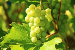 Fruits