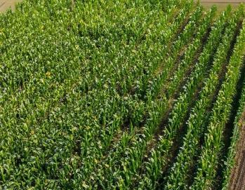 corn